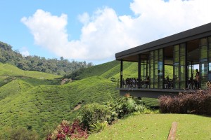 Cameron Highlands-071